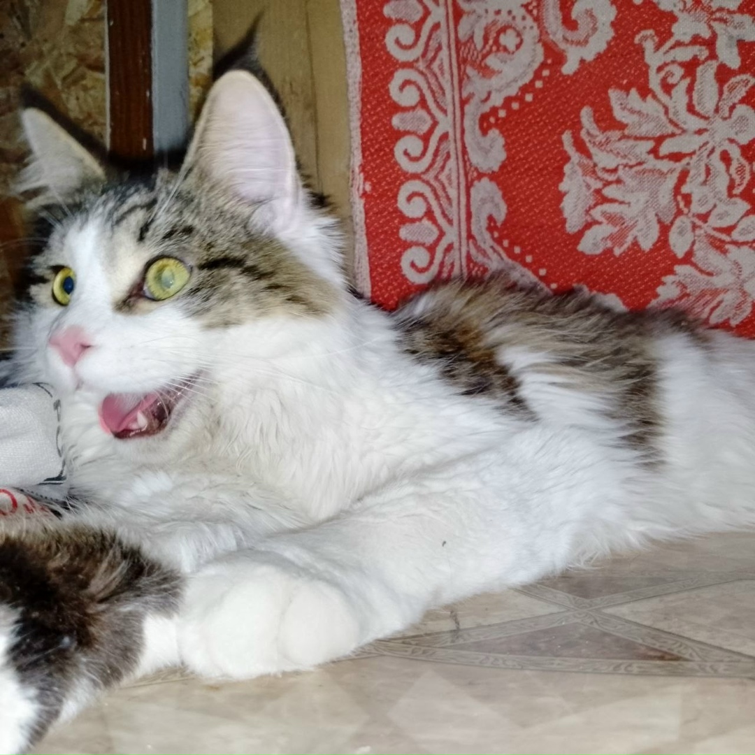 Найдена собака в Липецке — фото объявления