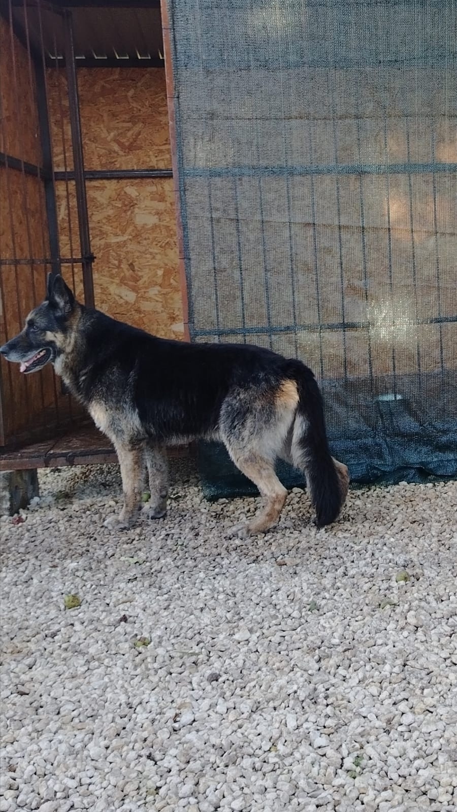 Найдена собака в Липецке — фото объявления