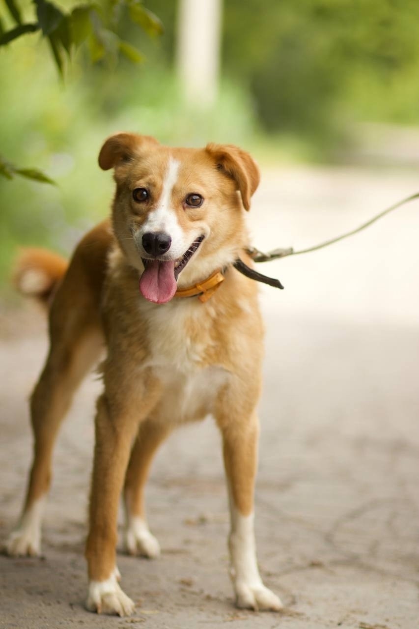 Найдена собака в Липецке — фото объявления