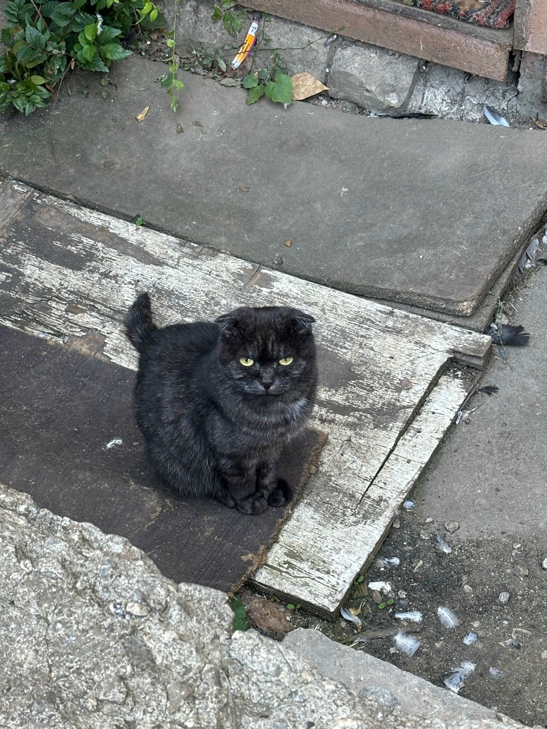 Найдена собака в Липецке — фото объявления