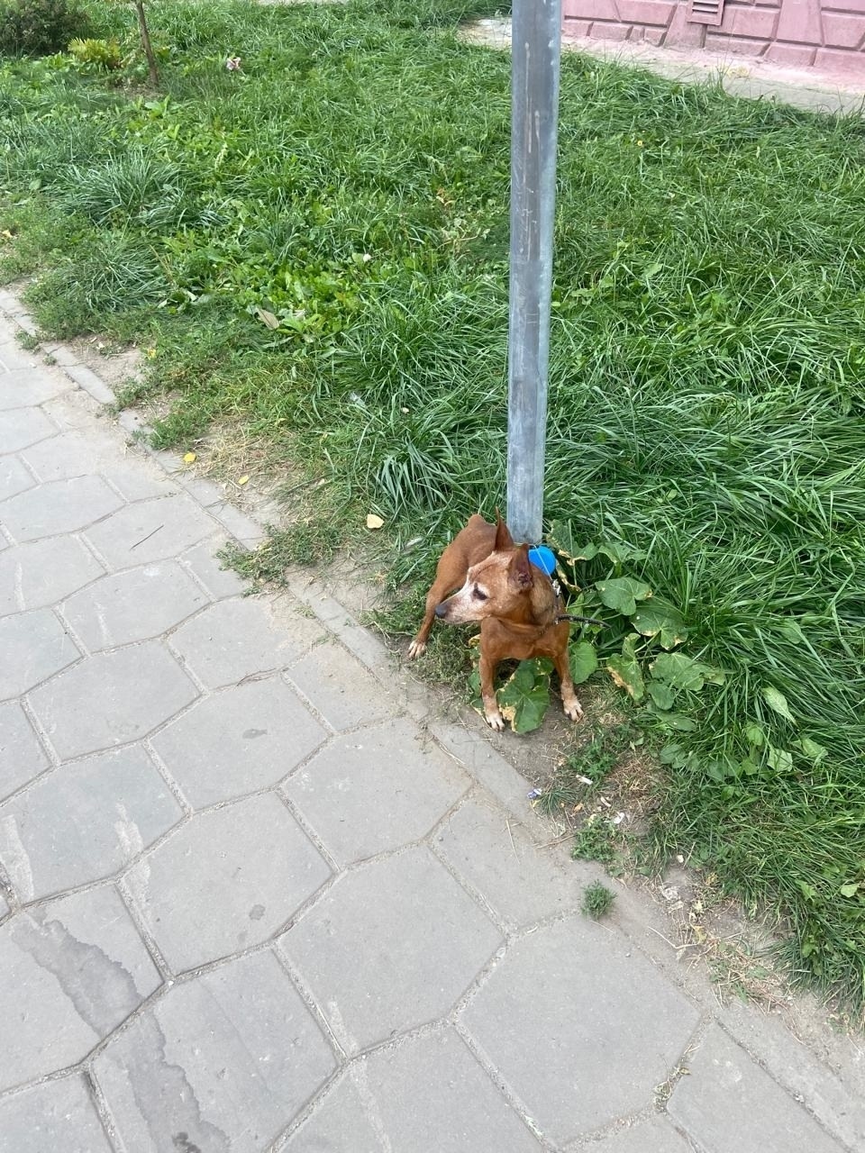 Найдена собака в Липецке — фото объявления