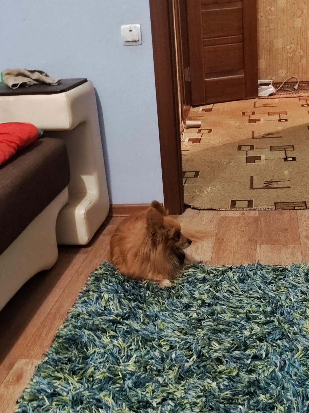 Найдена собака в Липецке — фото объявления