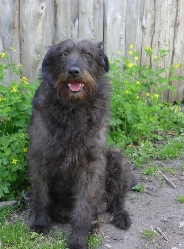 Найдена собака в Липецке — фото объявления