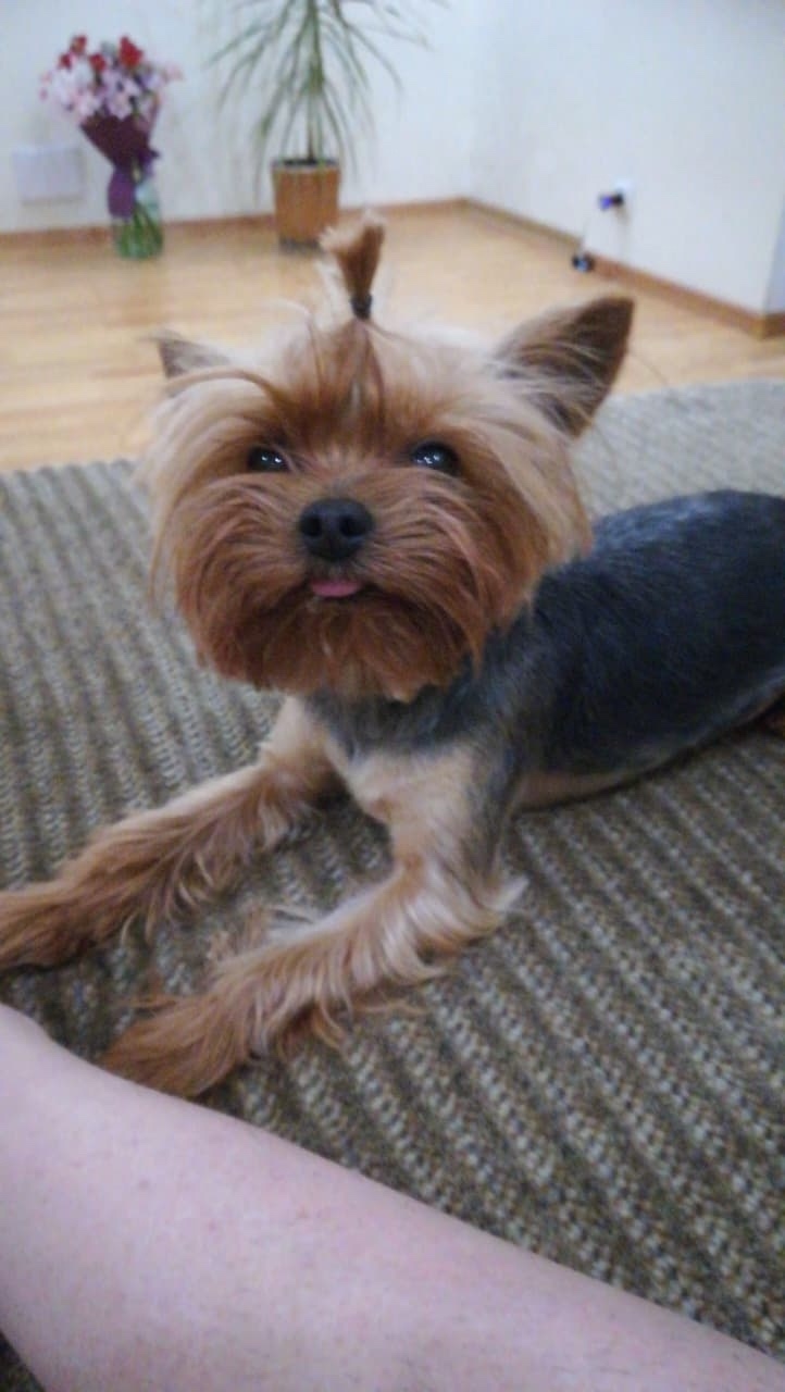 Найдена собака в Липецке — фото объявления