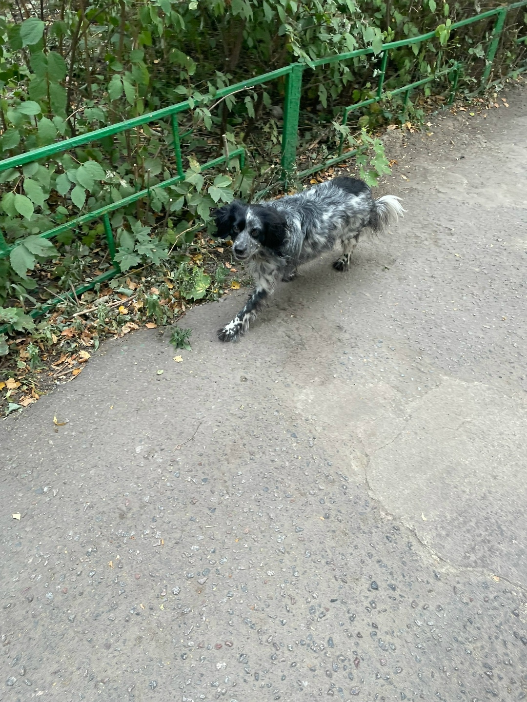 Найдена собака в Липецке — фото объявления