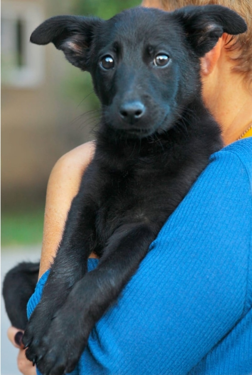 Найдена собака в Липецке — фото объявления