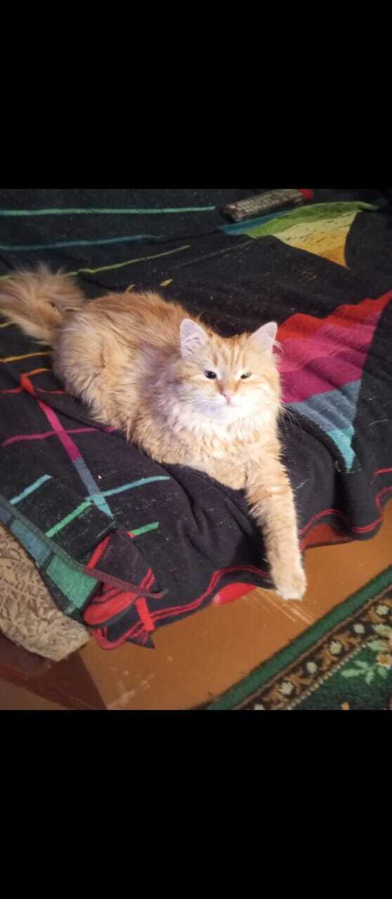 Найдена собака в Липецке — фото объявления