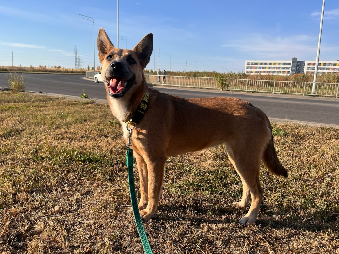 Найдена собака в Липецке — фото объявления