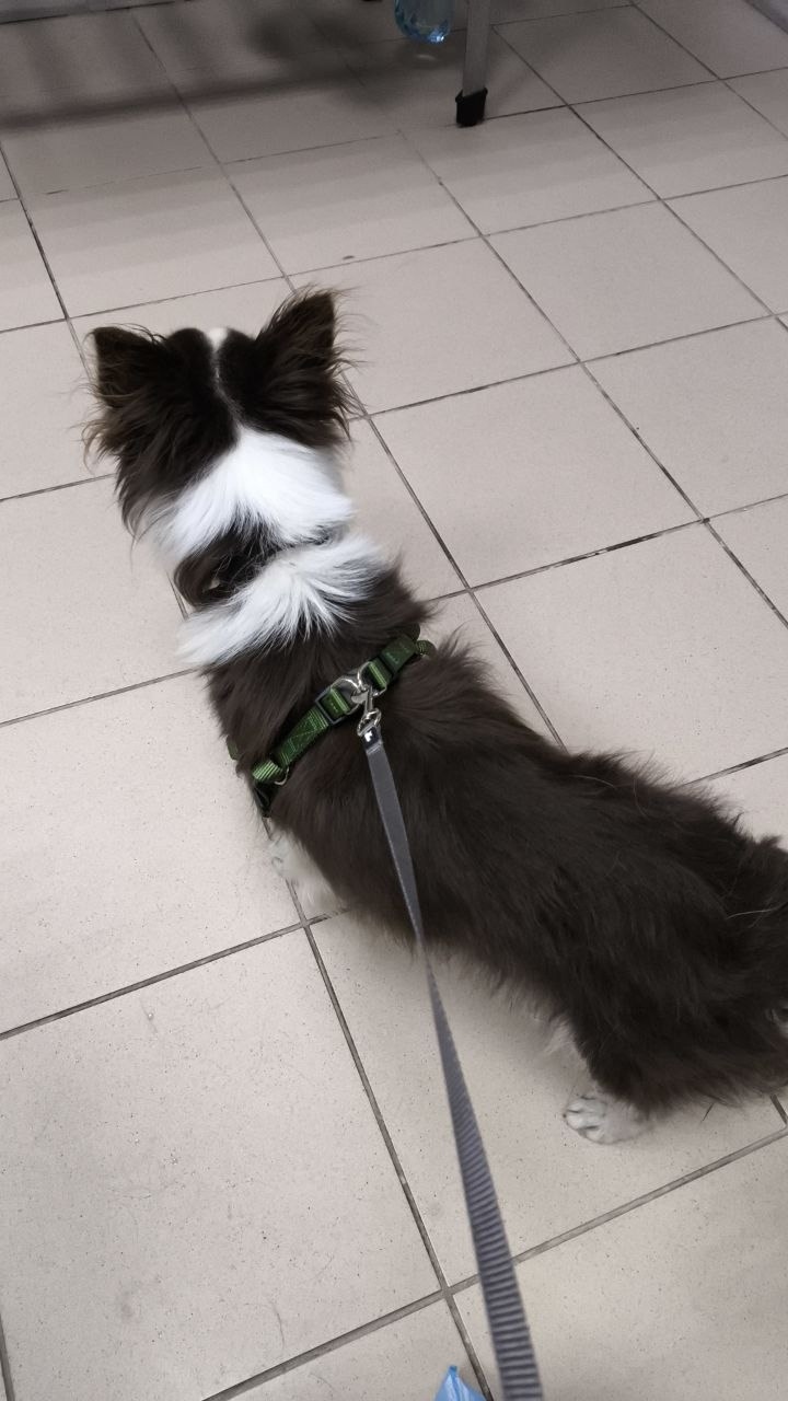 Найдена собака в Липецке — фото объявления