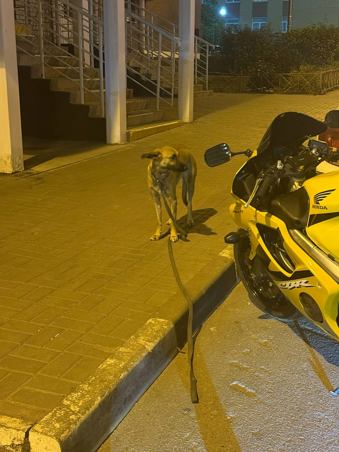 Найдена собака в Липецке — фото объявления