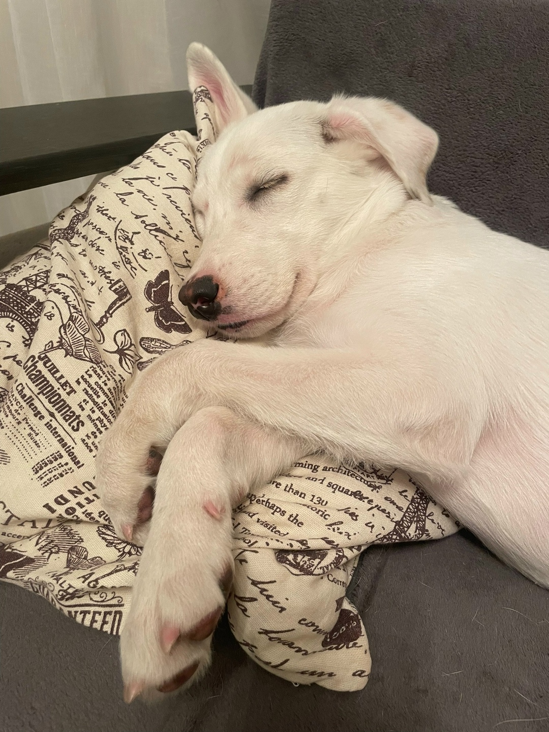 Найдена собака в Липецке — фото объявления