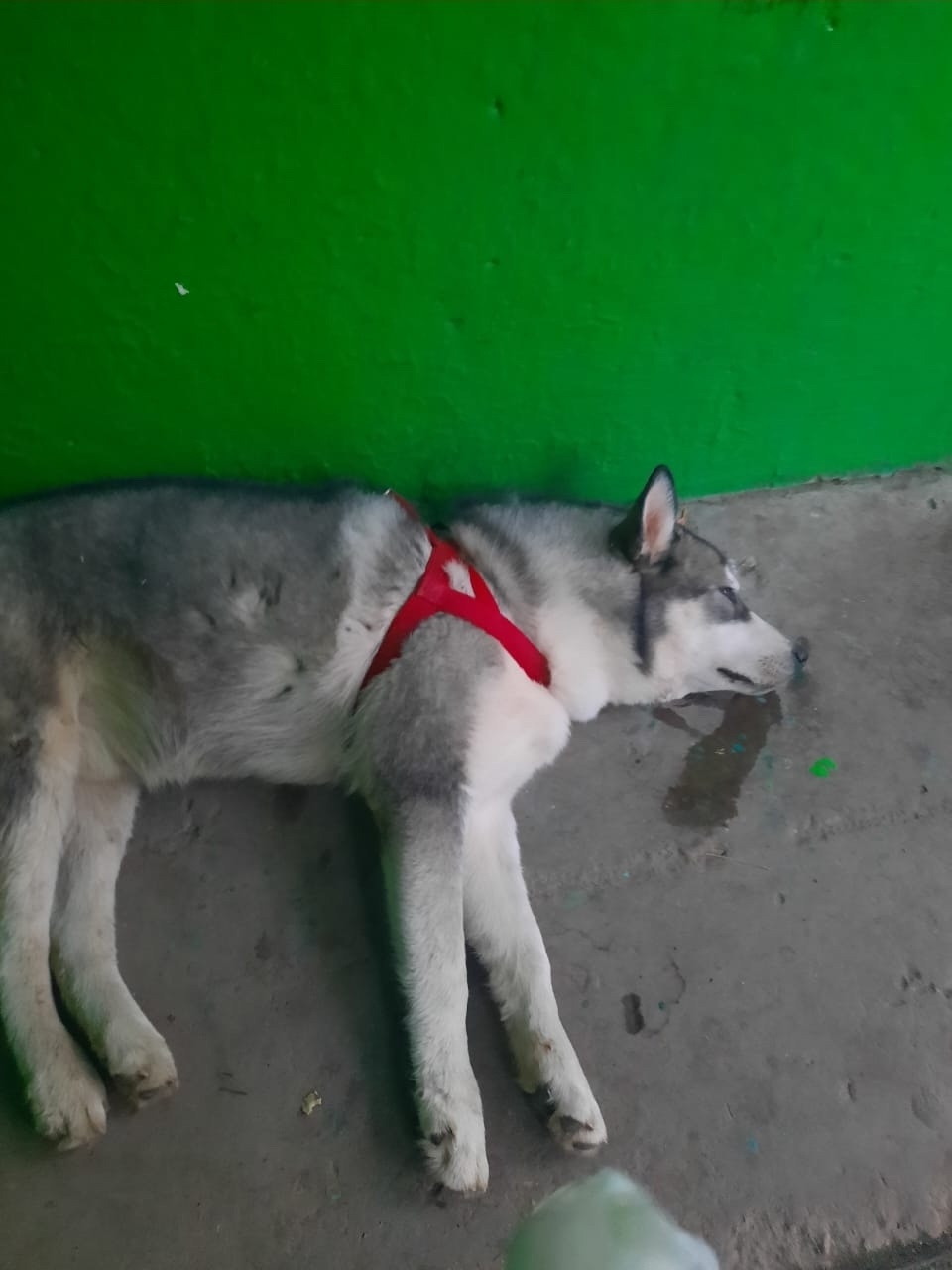 Найдена собака в Липецке — фото объявления