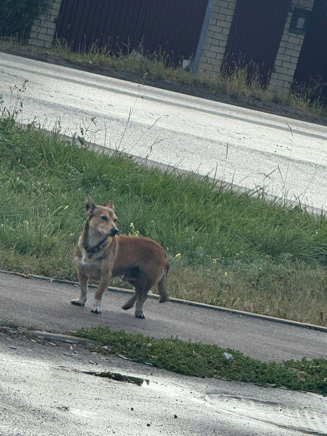 Найдена собака в Липецке — фото объявления