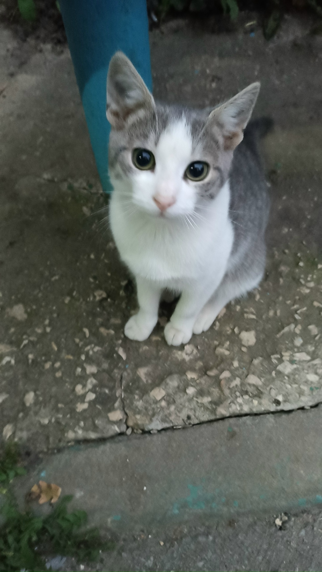 Найдена собака в Липецке — фото объявления