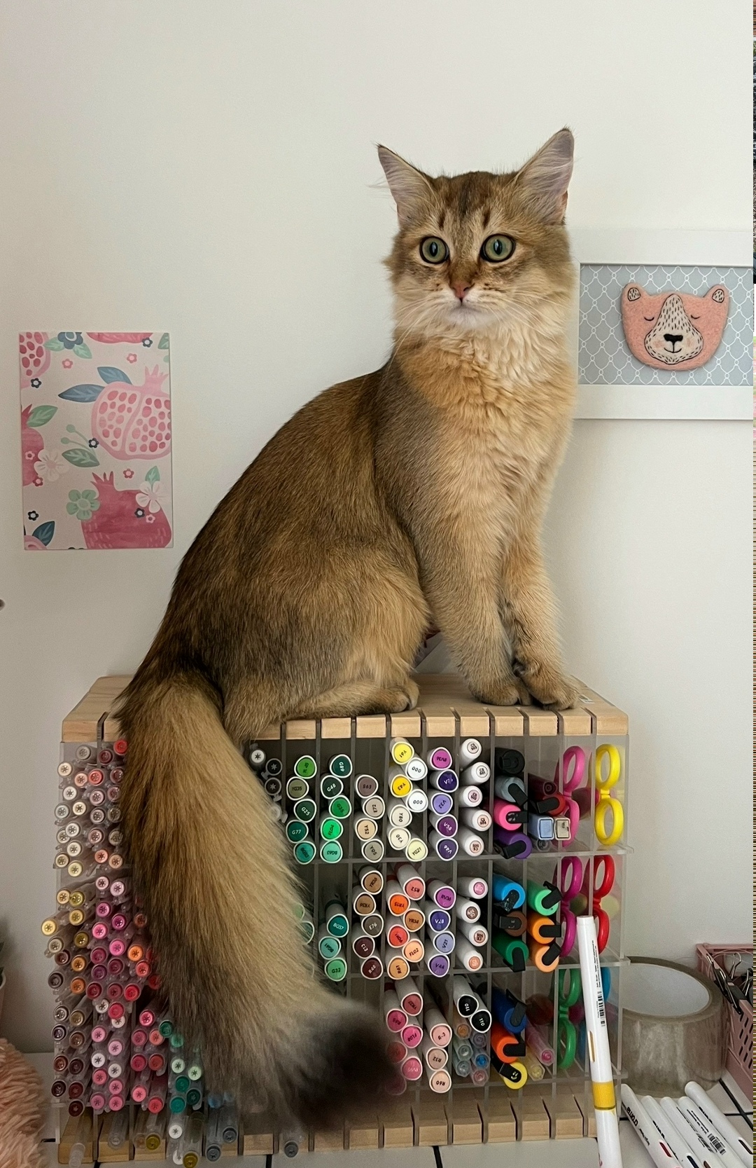 Найдена собака в Липецке — фото объявления