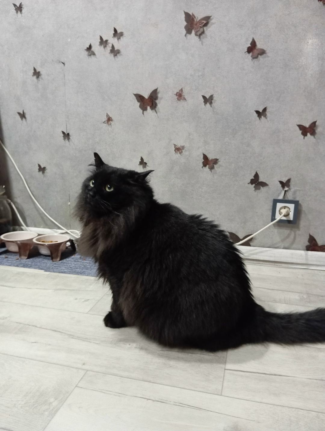 Найдена собака в Липецке — фото объявления