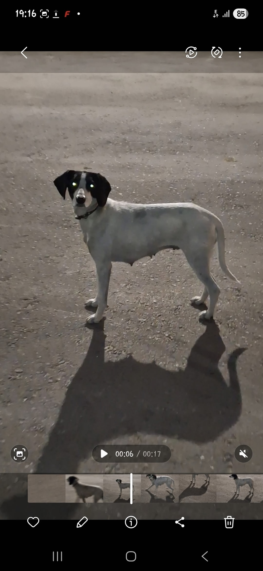 Найдена собака в Липецке — фото объявления