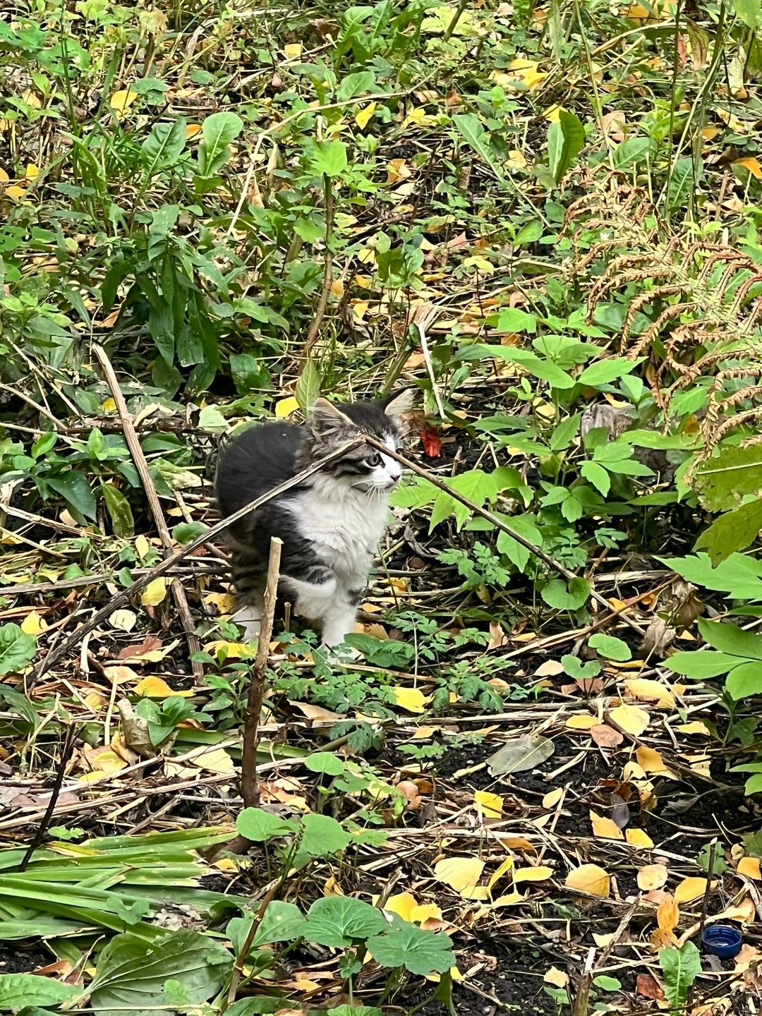 Найдена собака в Липецке — фото объявления