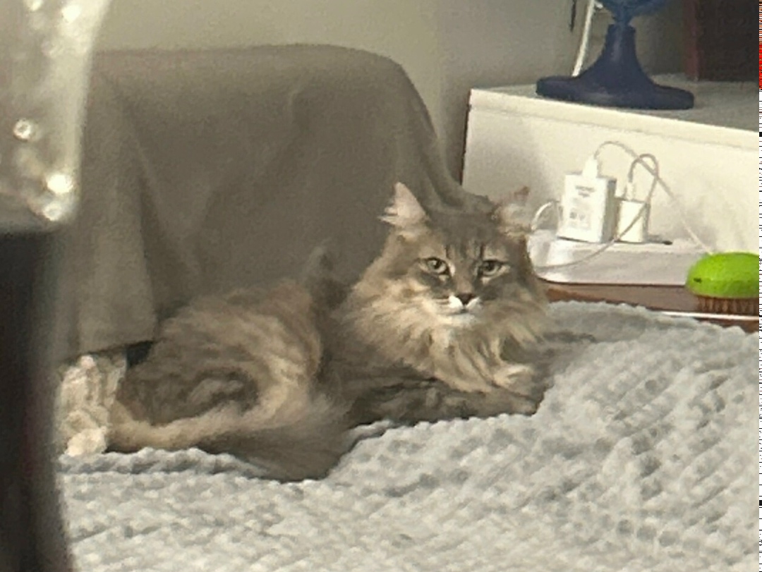 Найдена собака в Липецке — фото объявления