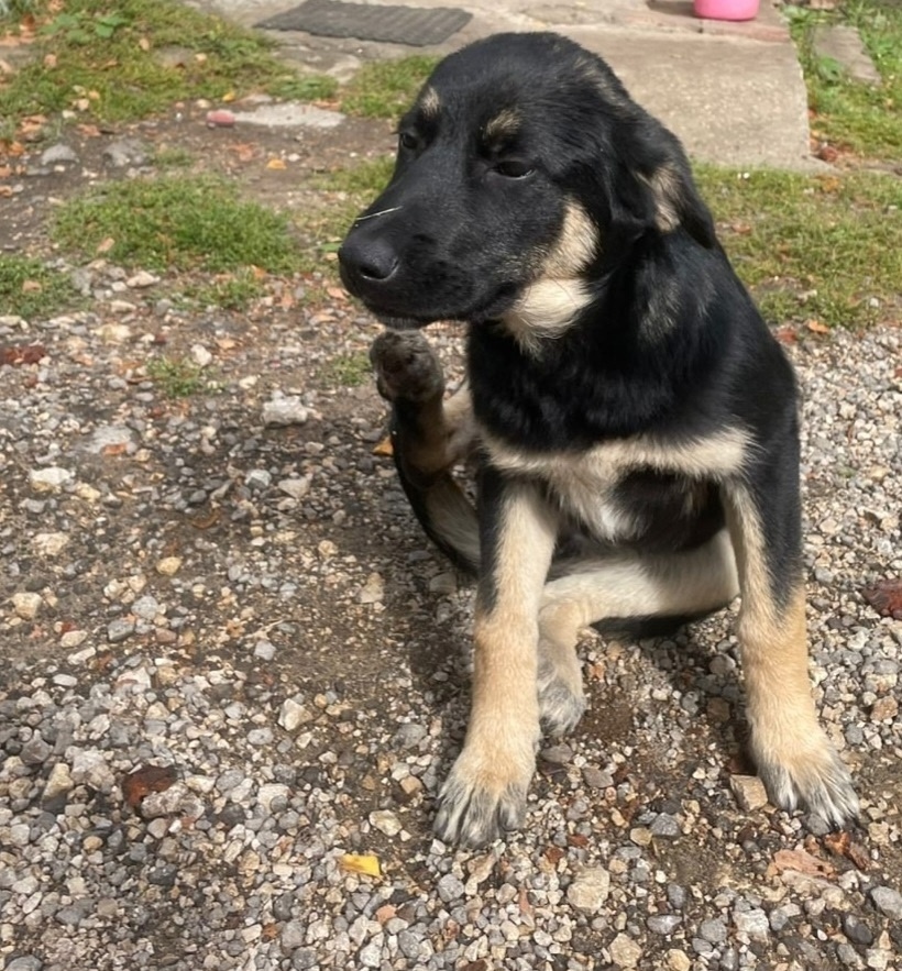 Найдена собака в Липецке — фото объявления