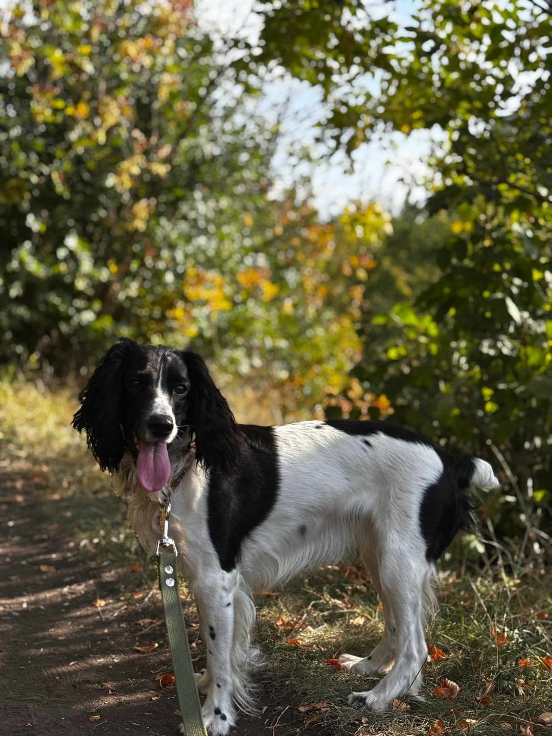 Найдена собака в Липецке — фото объявления