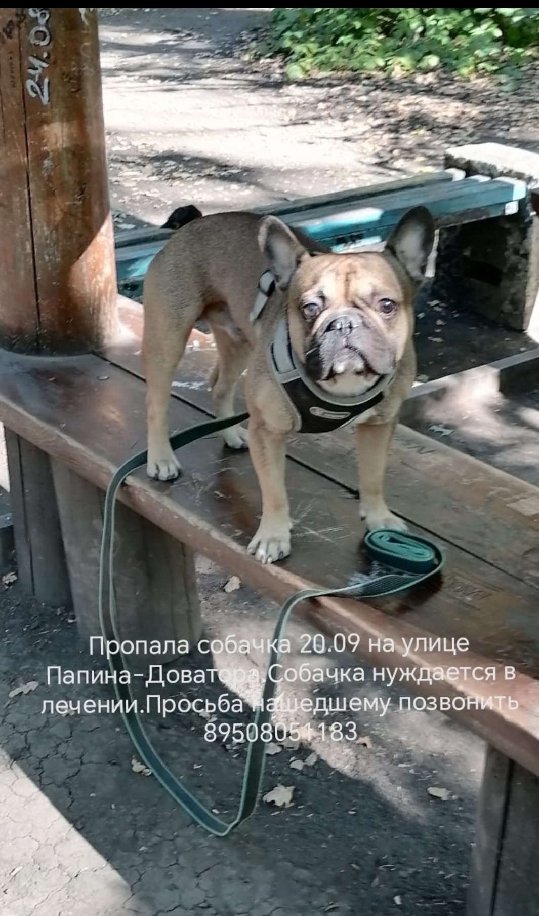 Найдена собака в Липецке — фото объявления