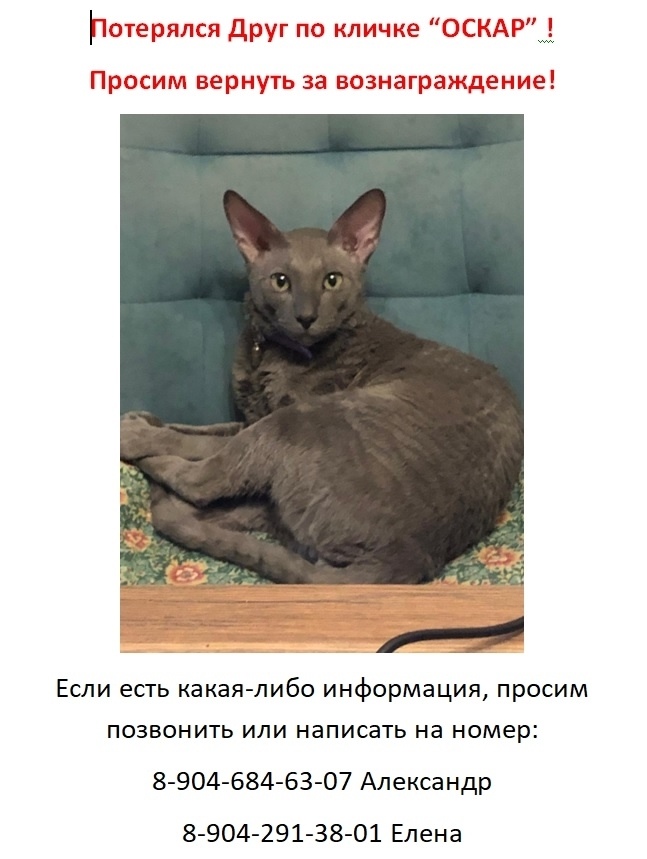 Найдена собака в Липецке — фото объявления