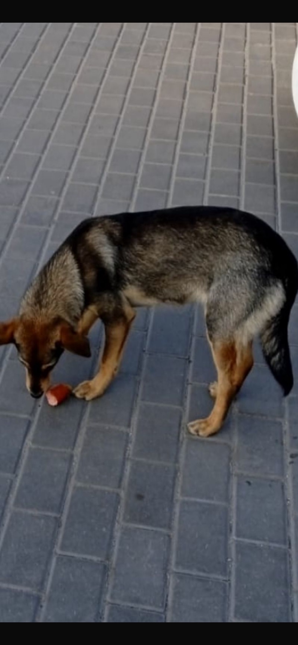 Найдена собака в Липецке — фото объявления