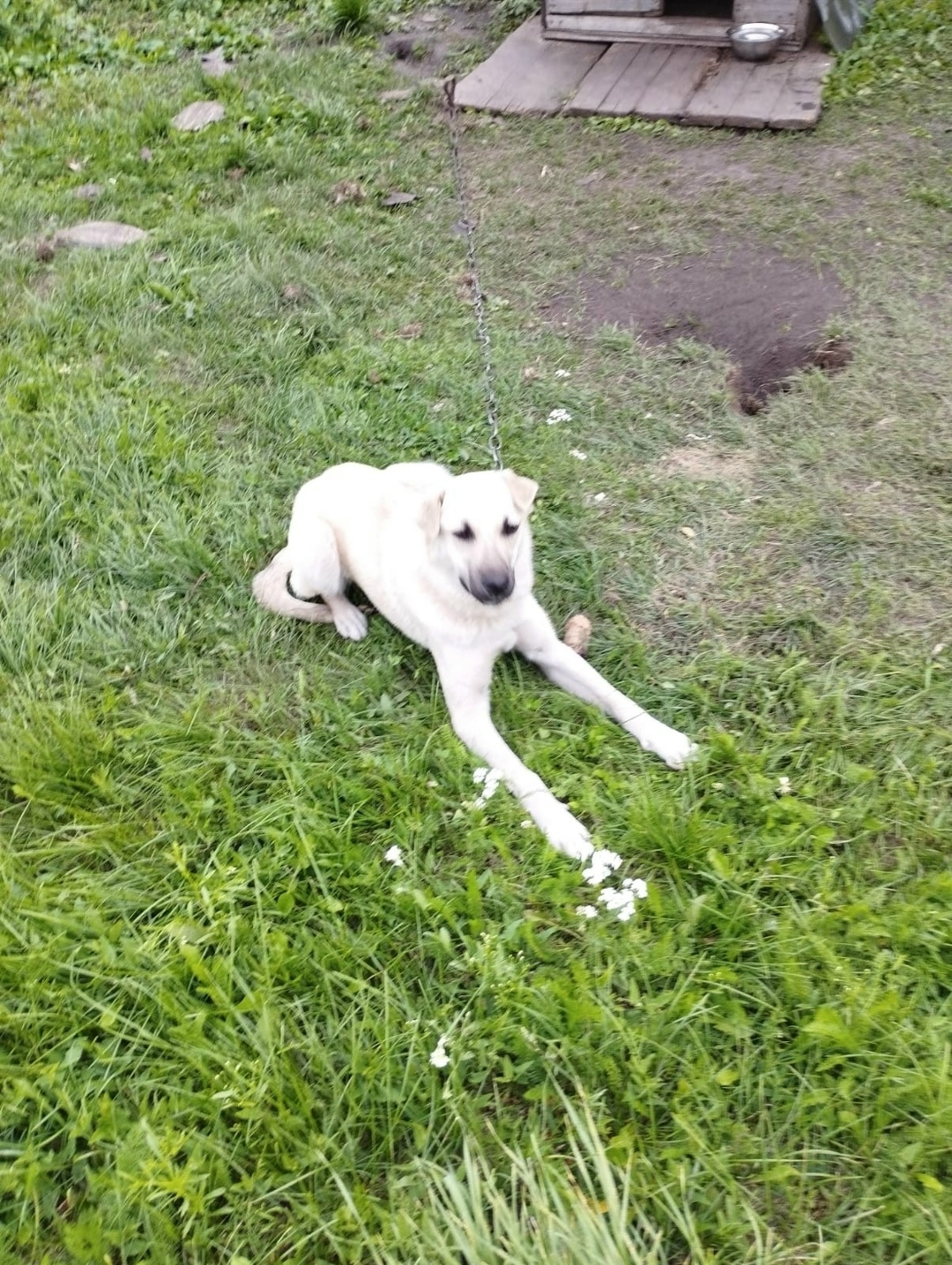 Найдена собака в Липецке — фото объявления