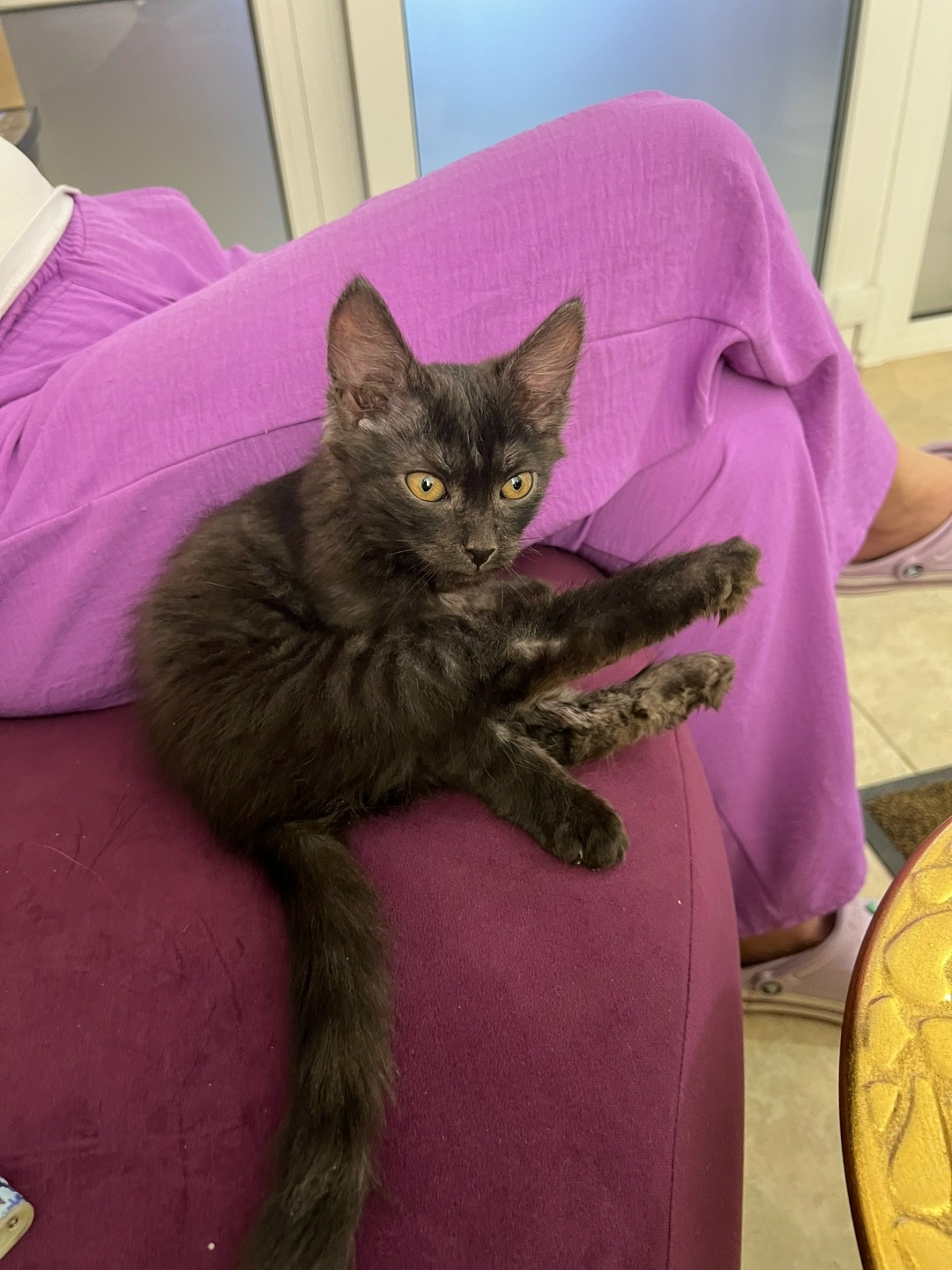 Найдена собака в Липецке — фото объявления