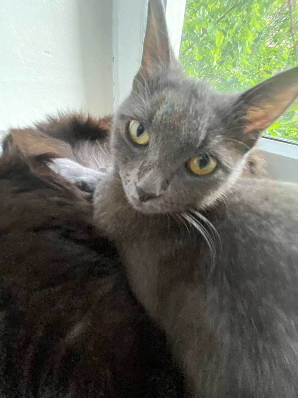 Найдена собака в Липецке — фото объявления