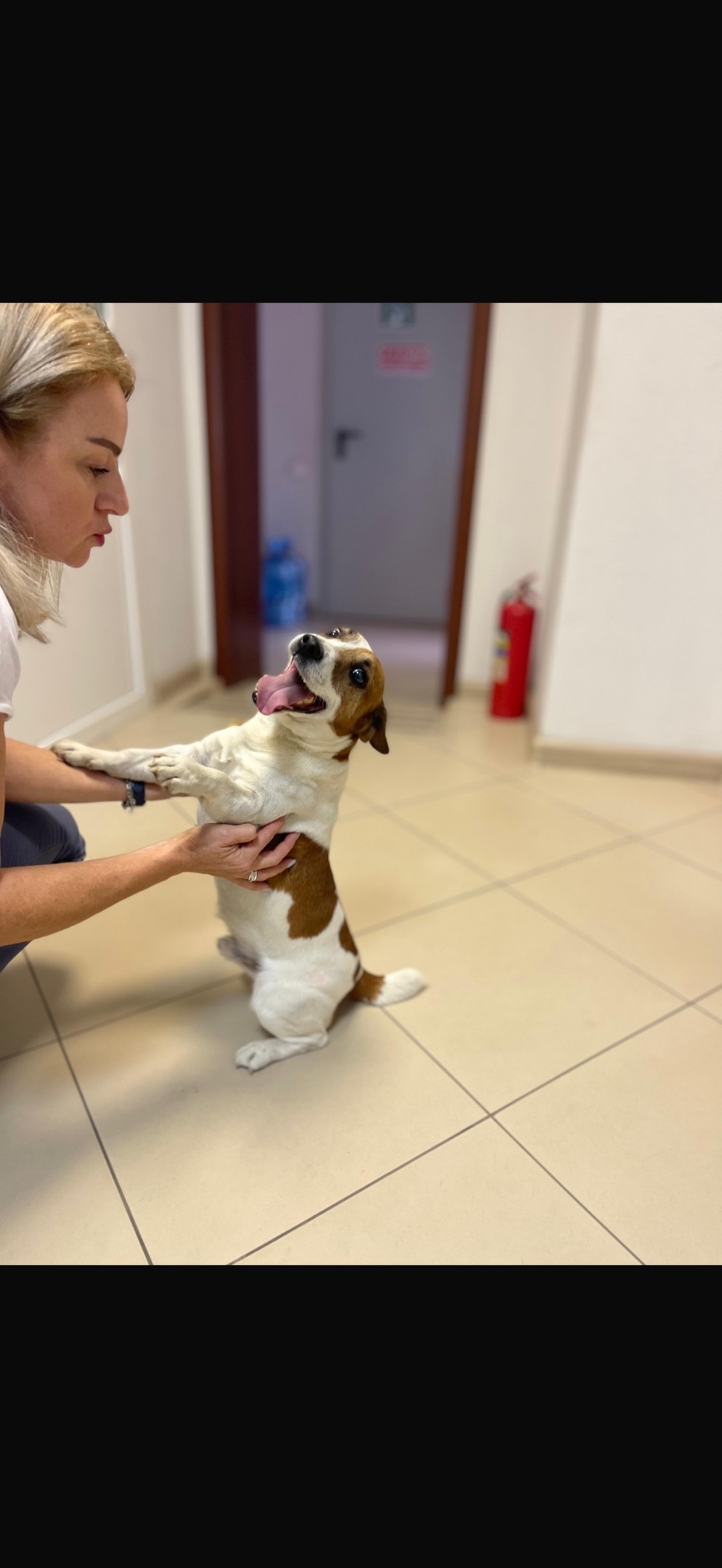 Найдена собака в Липецке — фото объявления