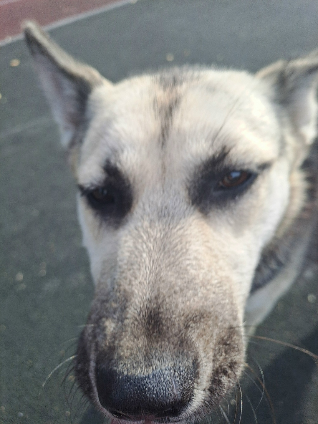 Найдена собака в Липецке — фото объявления