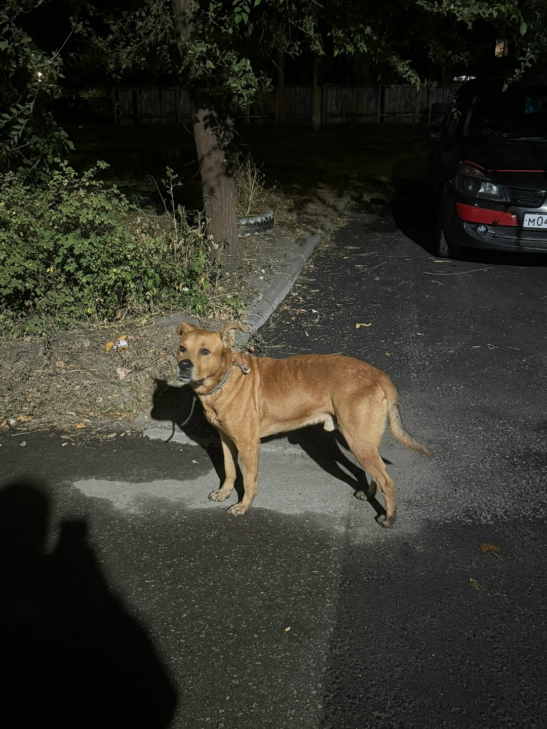 Найдена собака в Липецке — фото объявления