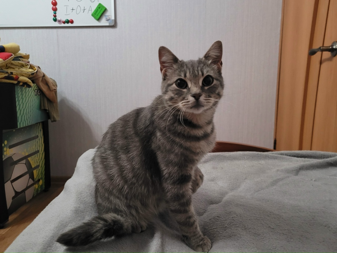 Найдена собака в Липецке — фото объявления