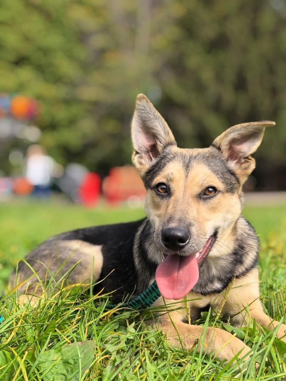 Найдена собака в Липецке — фото объявления