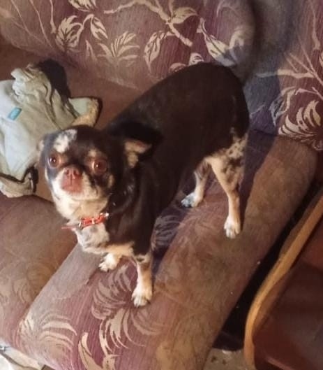 Найдена собака в Липецке — фото объявления