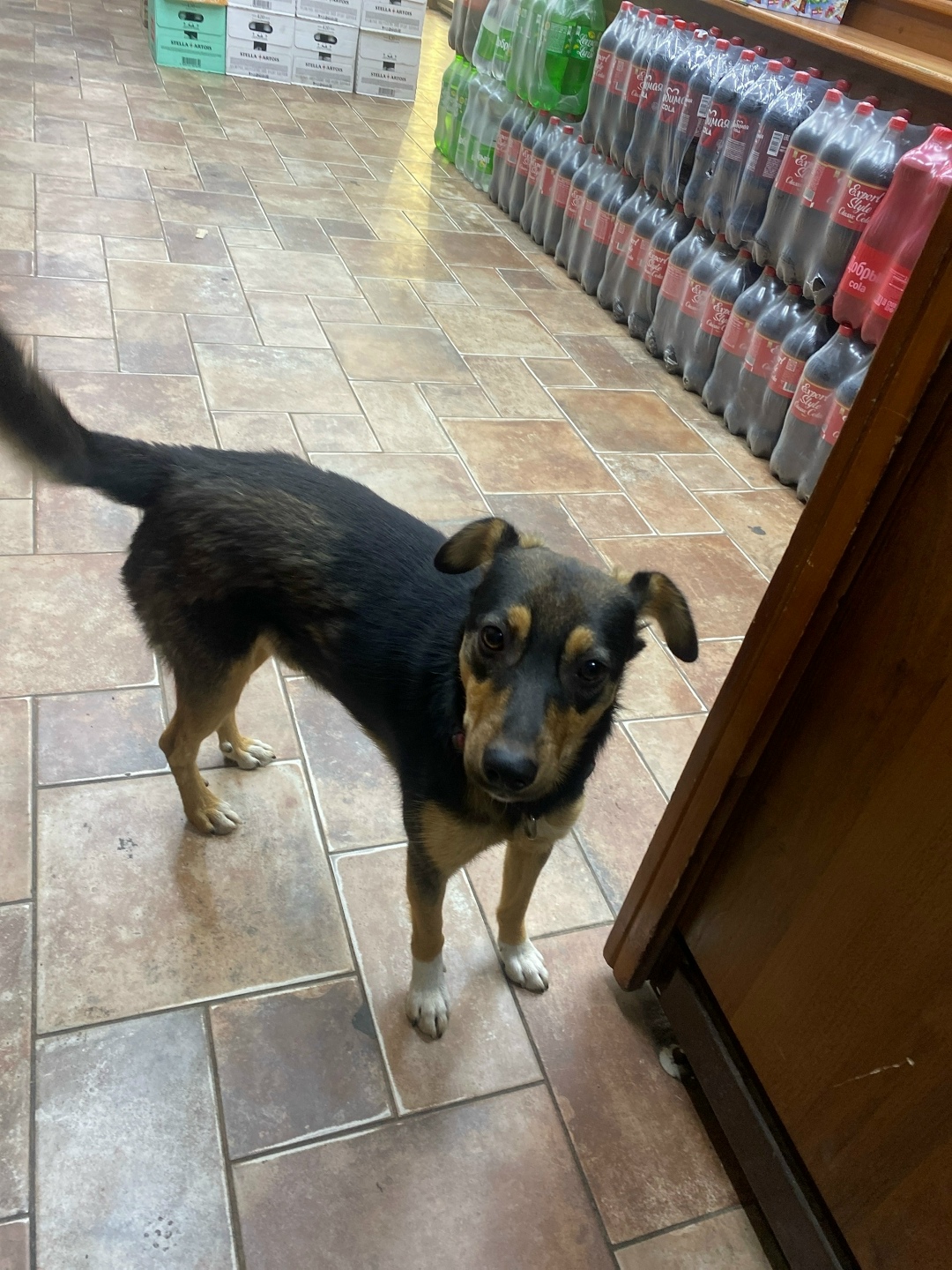 Найдена собака в Липецке — фото объявления