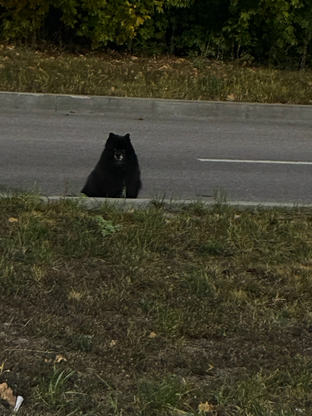 Найдена собака в Липецке — фото объявления
