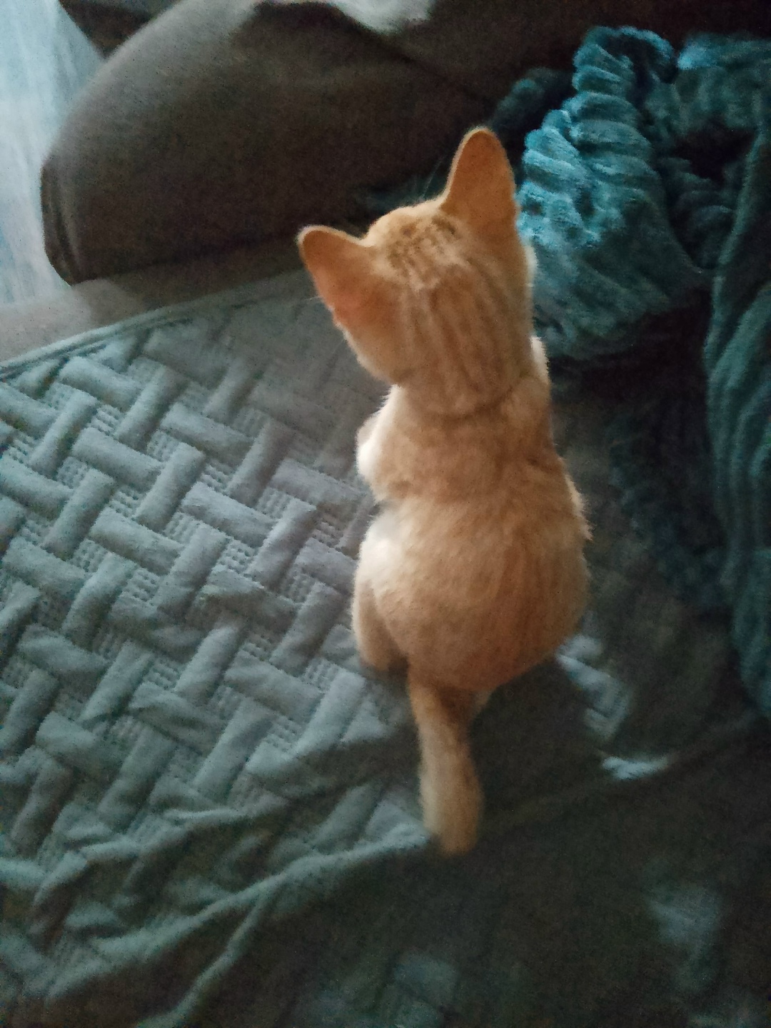 Найдена собака в Липецке — фото объявления