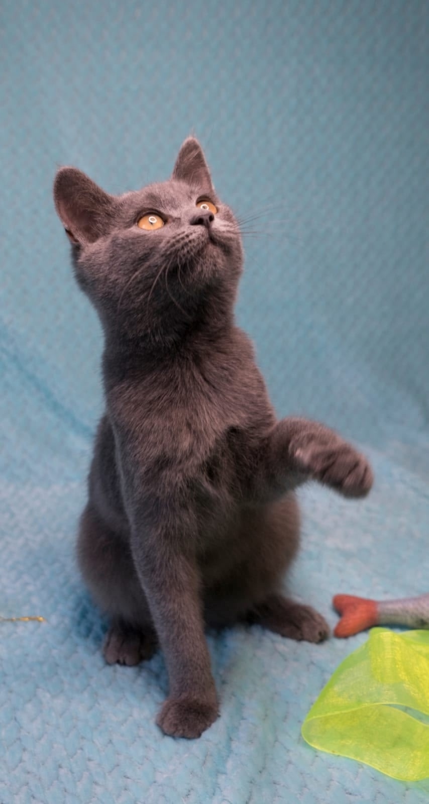 Найдена собака в Липецке — фото объявления