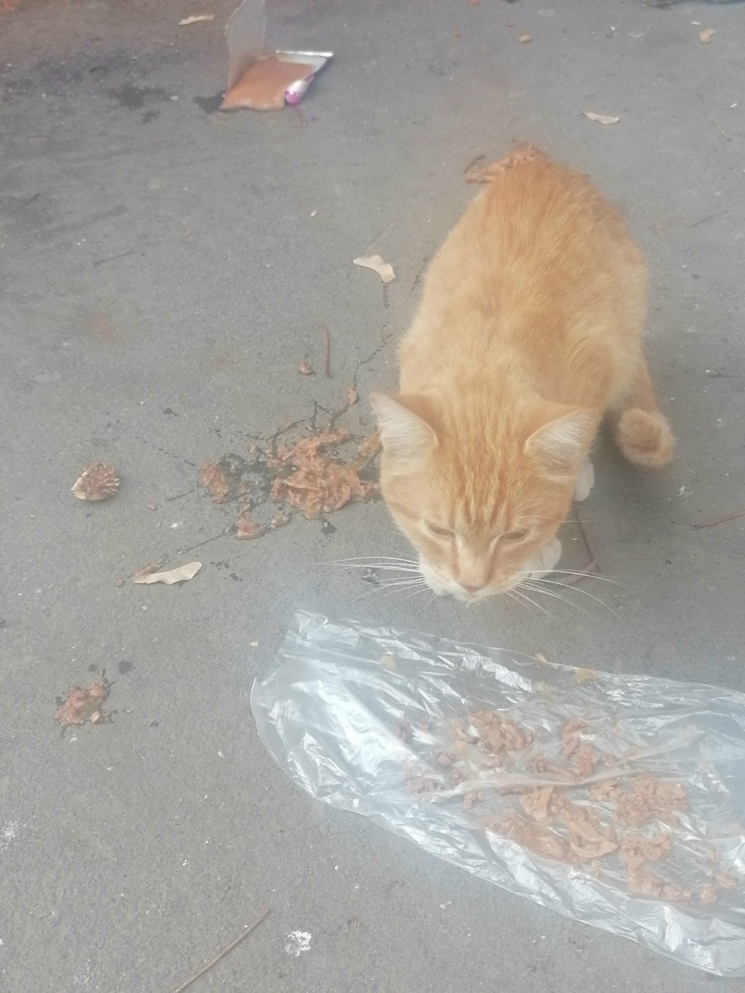 Найдена собака в Липецке — фото объявления