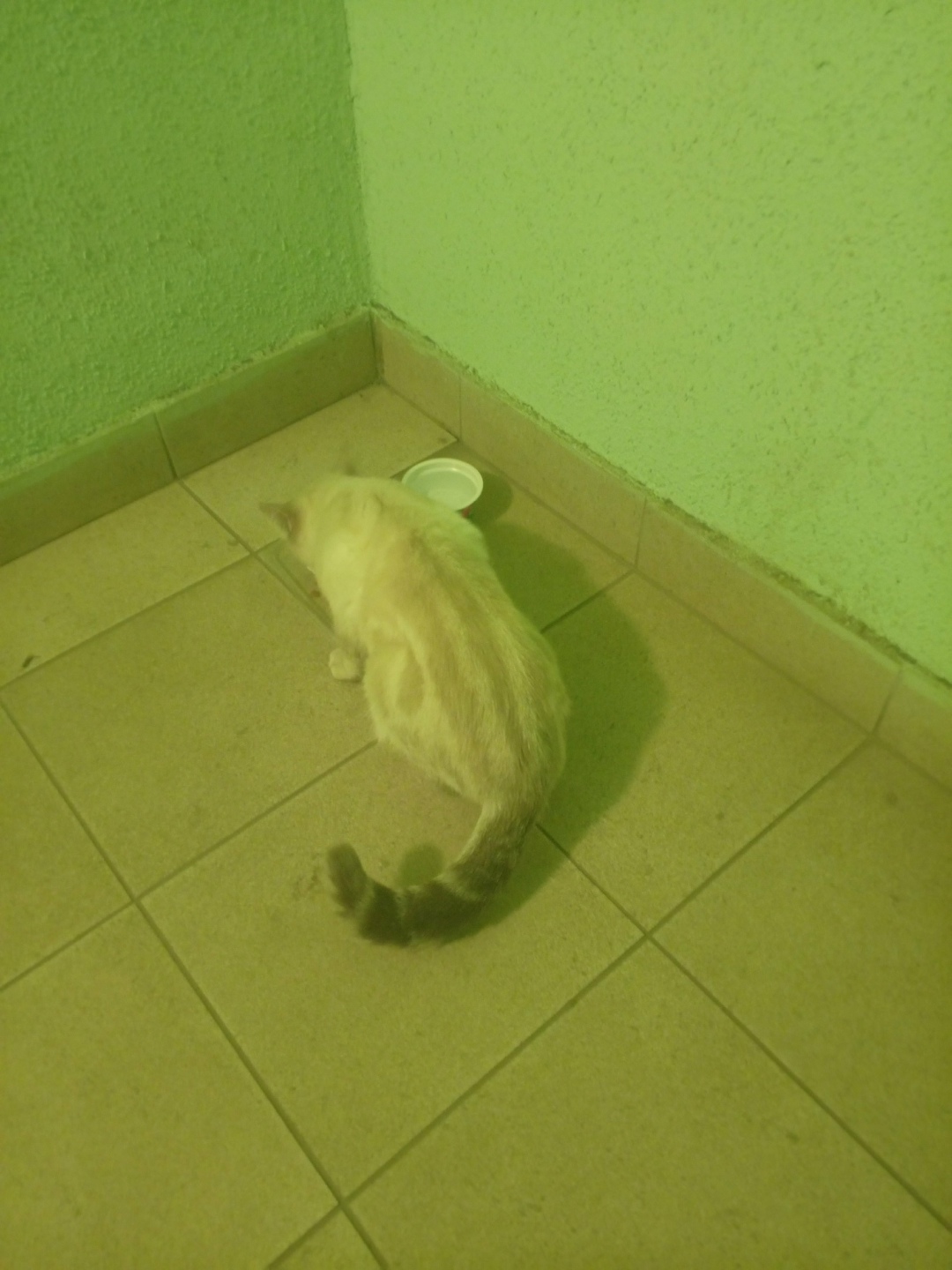 Найдена собака в Липецке — фото объявления