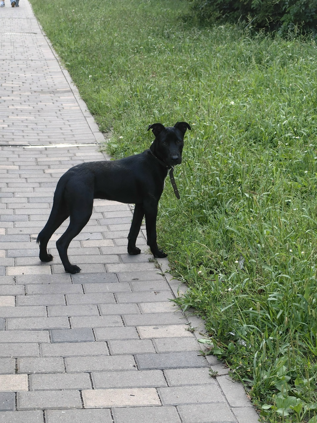 Найдена собака в Липецке — фото объявления