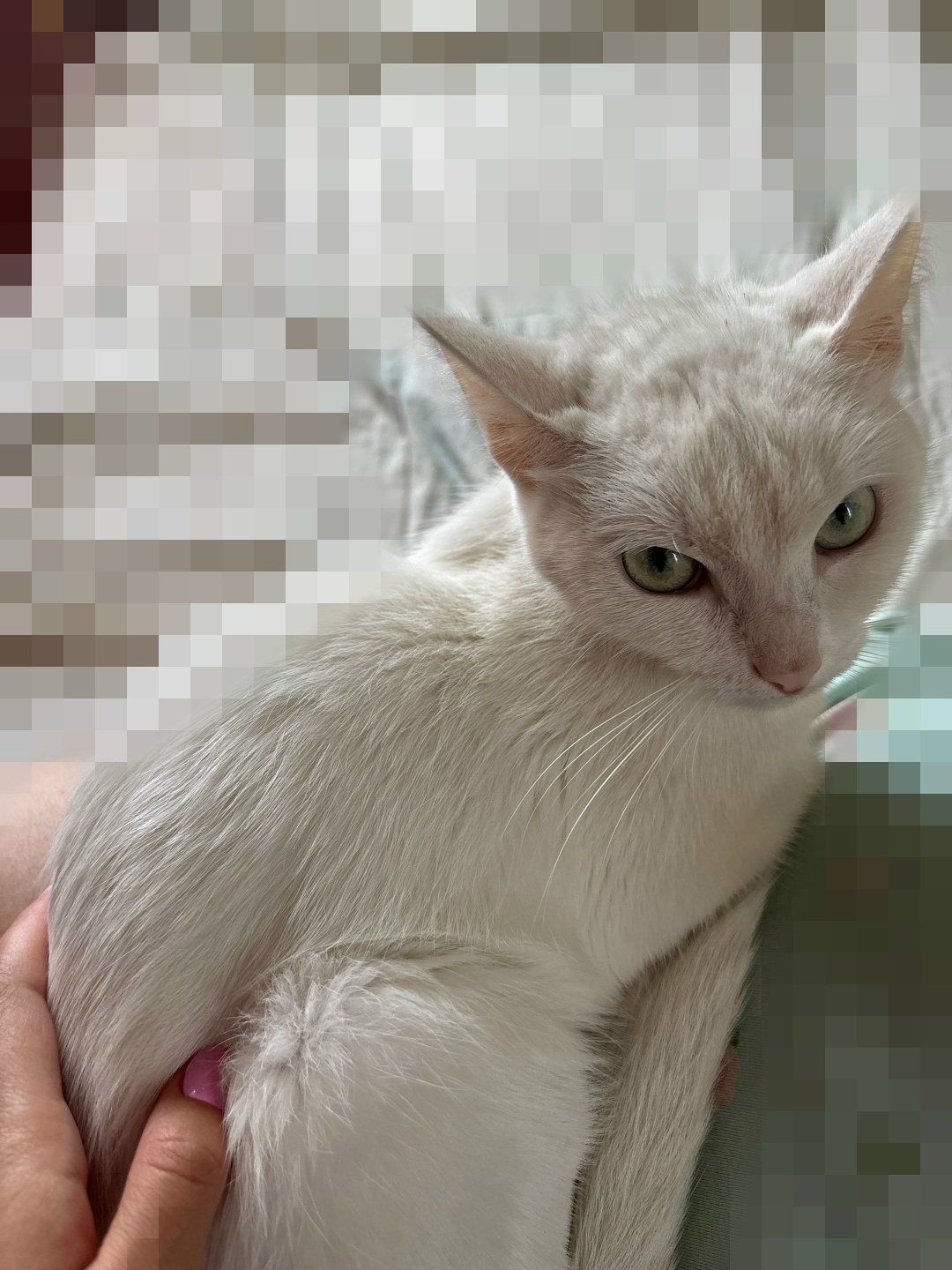 Найдена собака в Липецке — фото объявления