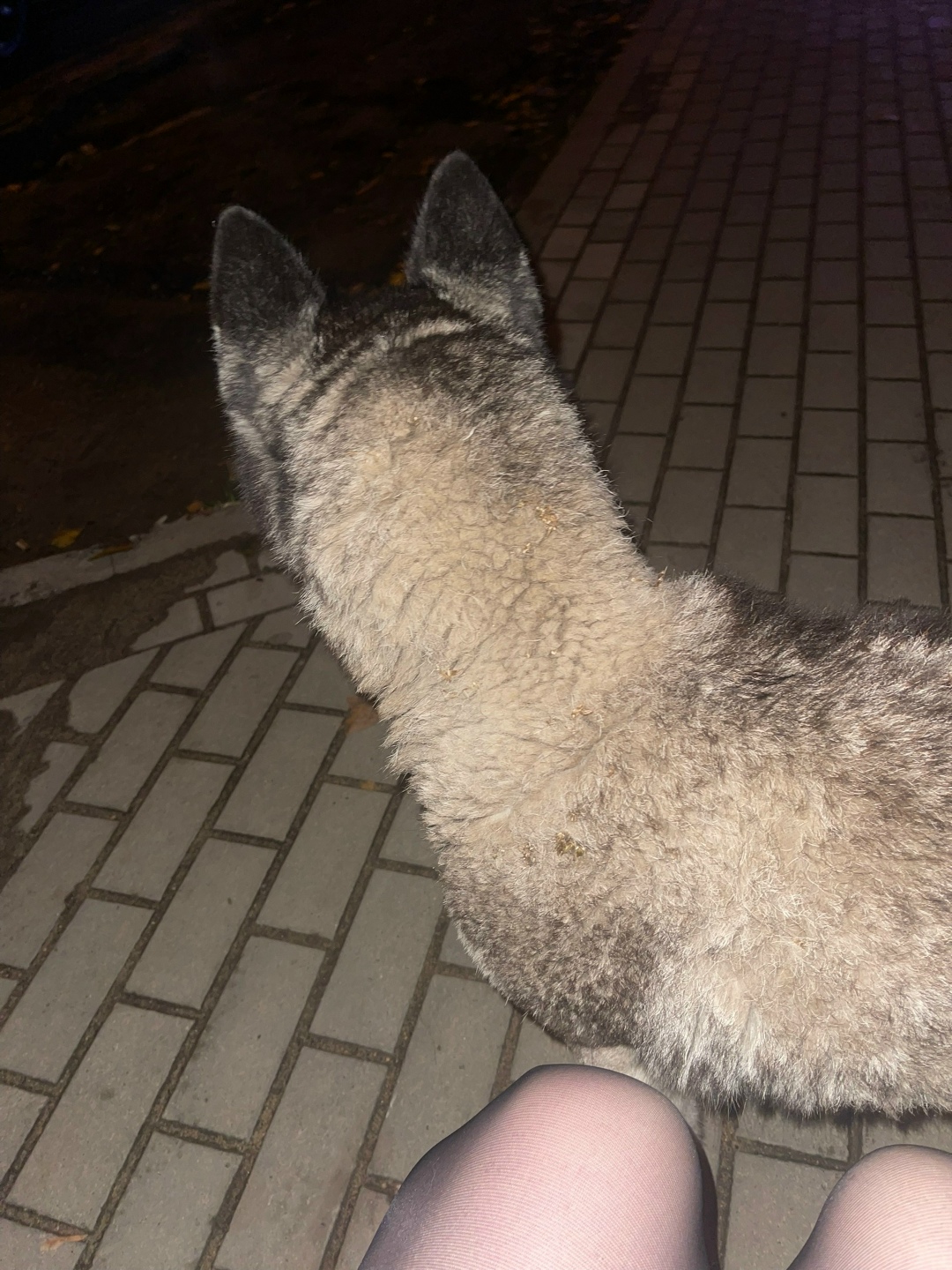 Найдена собака в Липецке — фото объявления