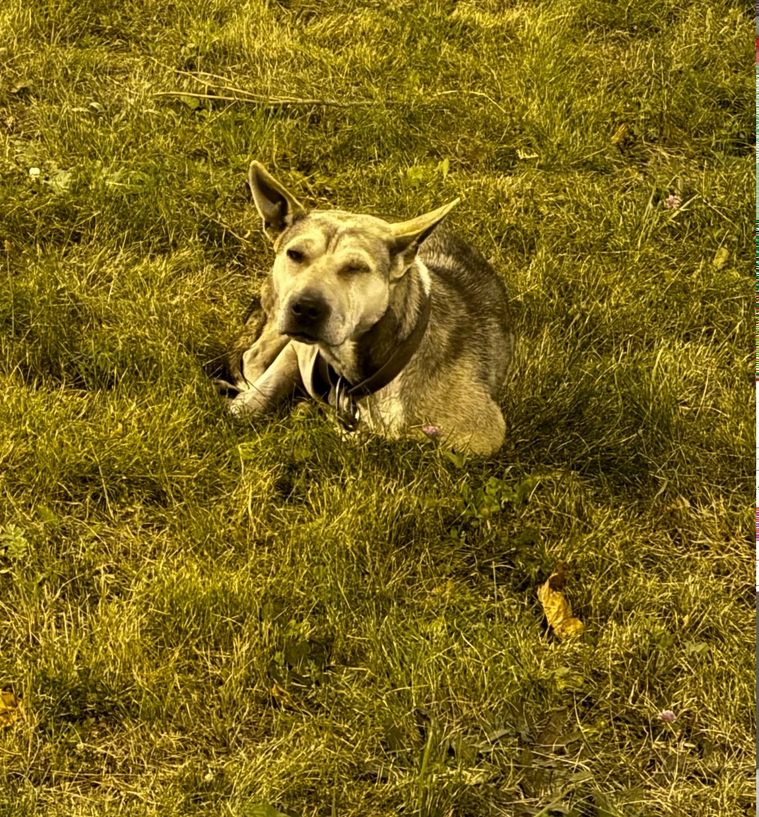 Найдена собака в Липецке — фото объявления