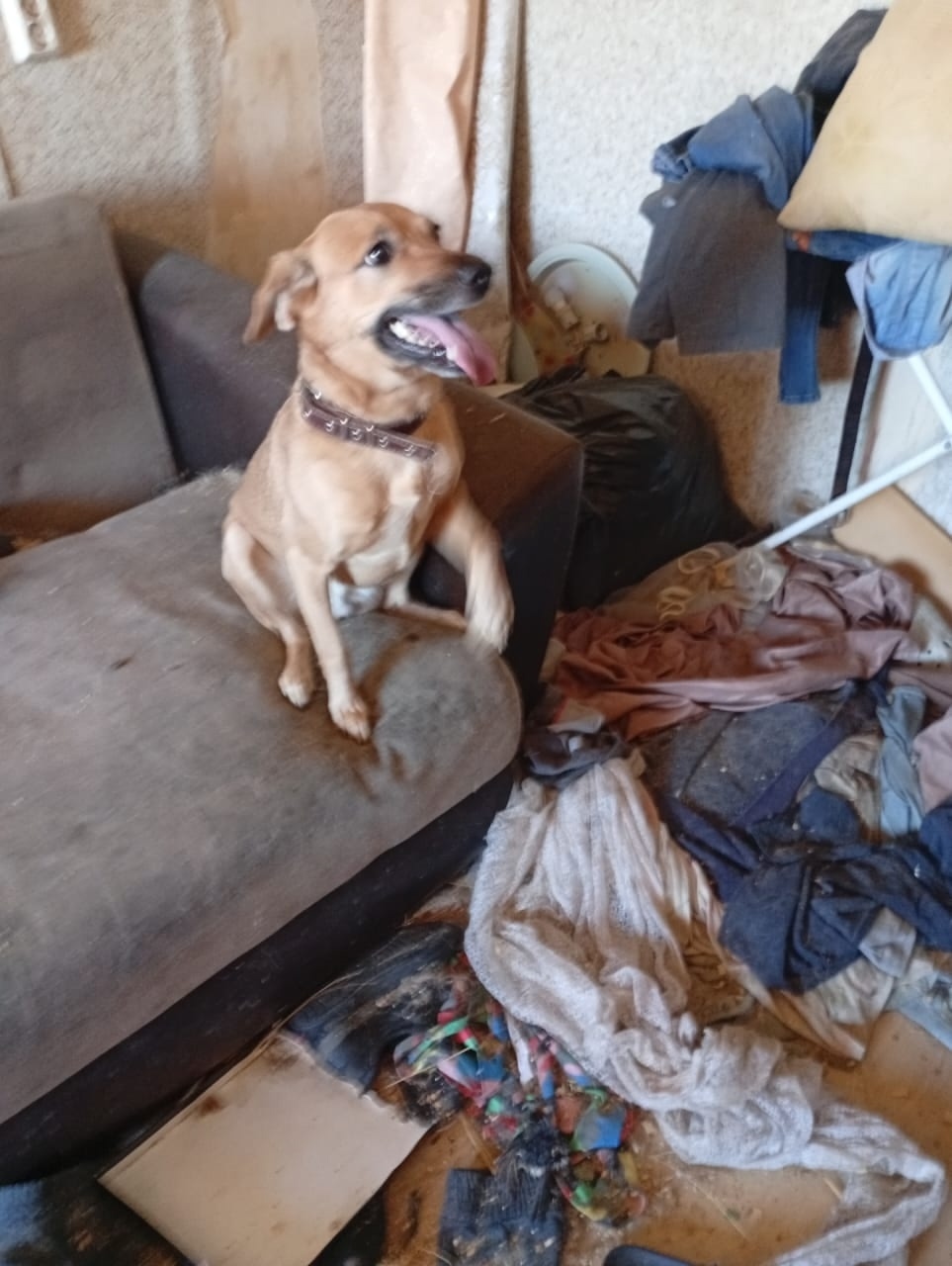 Найдена собака в Липецке — фото объявления