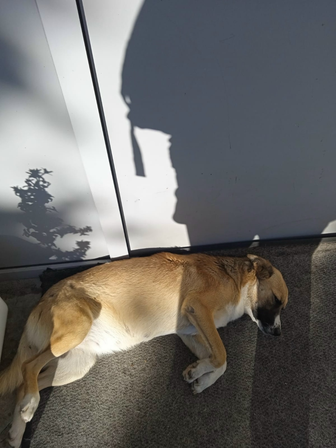 Найдена собака в Липецке — фото объявления