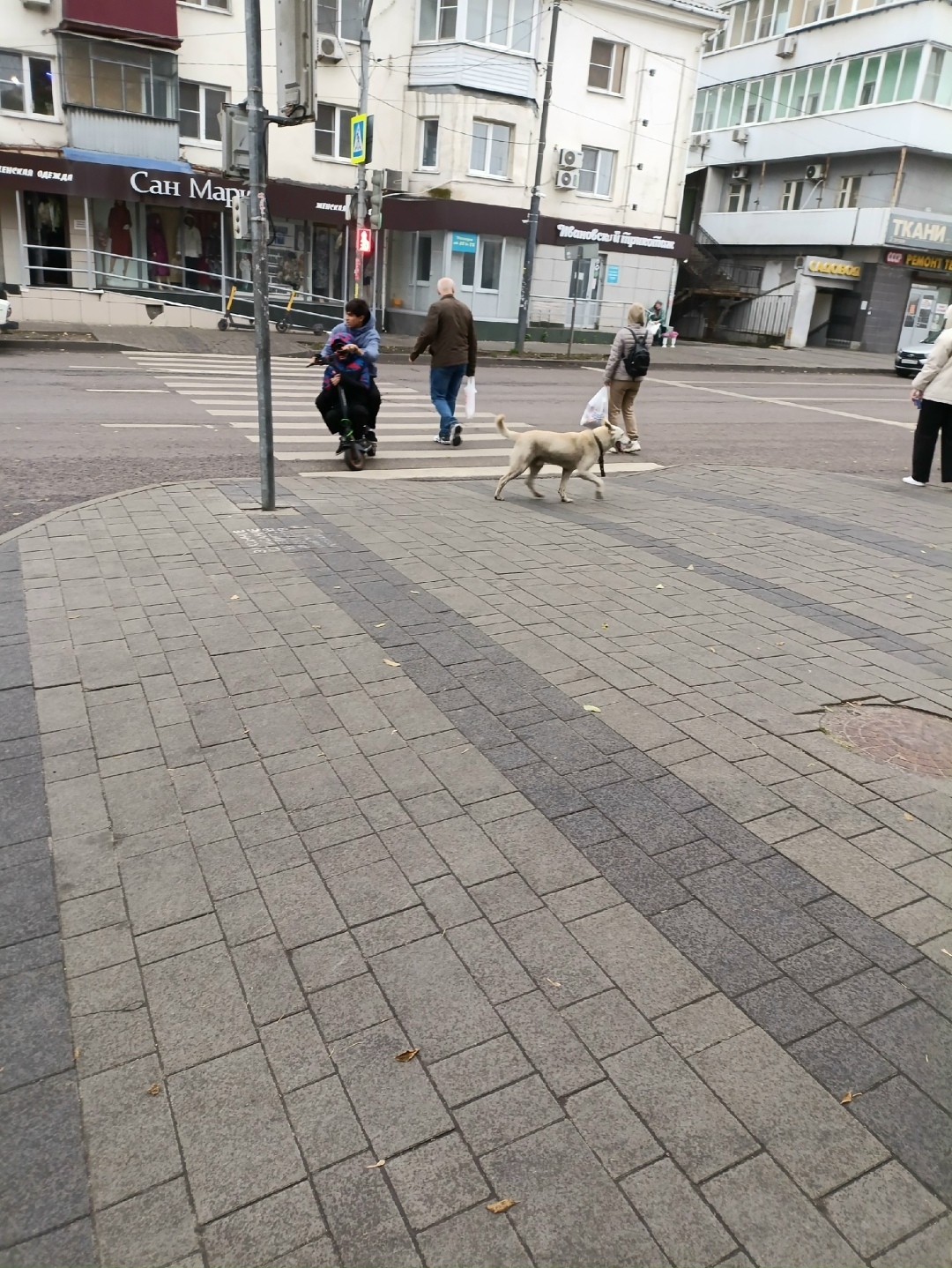 Найдена собака в Липецке — фото объявления